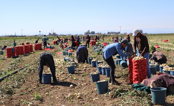 Foto - Hasat başladı, fiyatlar düşüşe geçiyor