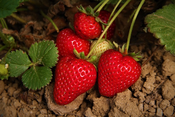 Foto - Hasat başladı! O çileğin fiyatı belli oldu