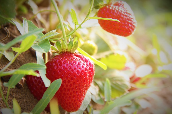 Foto - Hasat başladı! O çileğin fiyatı belli oldu