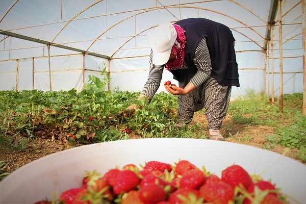 Foto - Hasat başladı! O çileğin fiyatı belli oldu