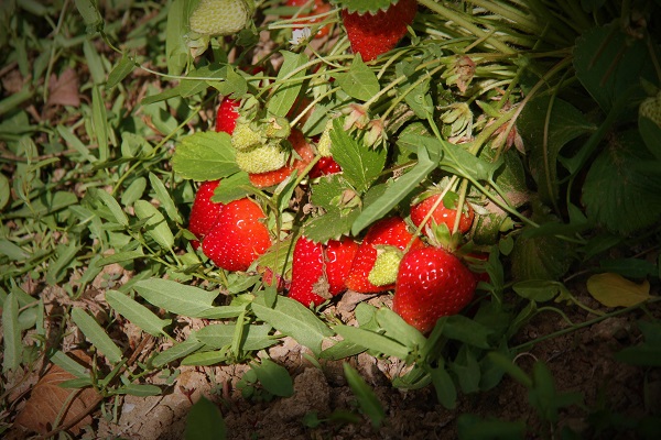 Foto - Hasat başladı! O çileğin fiyatı belli oldu