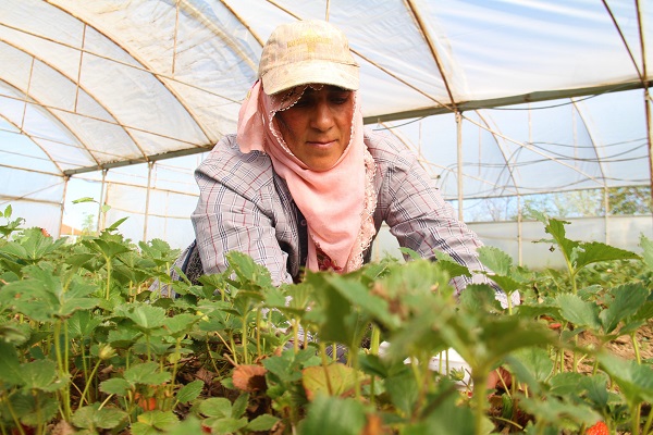 Foto - Hasat başladı! O çileğin fiyatı belli oldu
