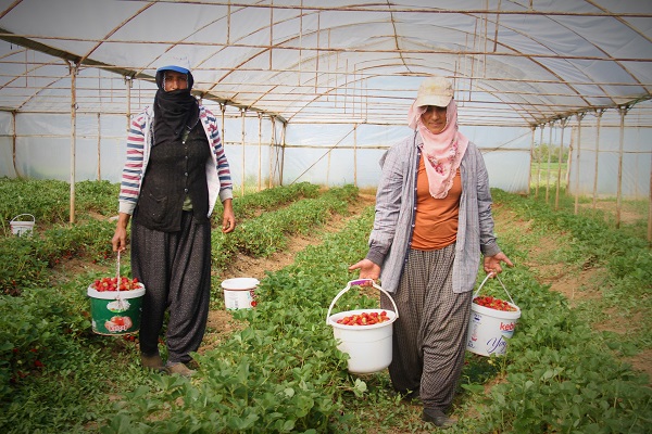 Foto - Hasat başladı! O çileğin fiyatı belli oldu
