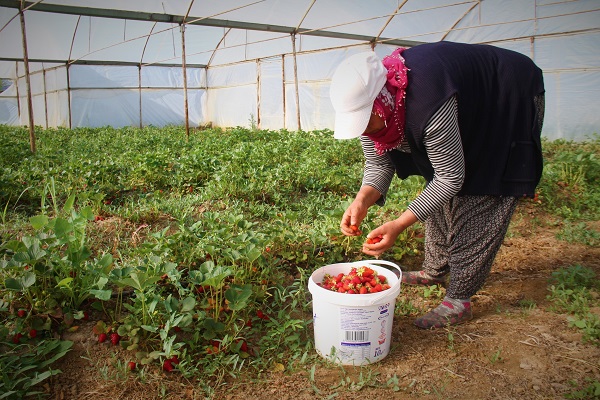 Foto - Hasat başladı! O çileğin fiyatı belli oldu