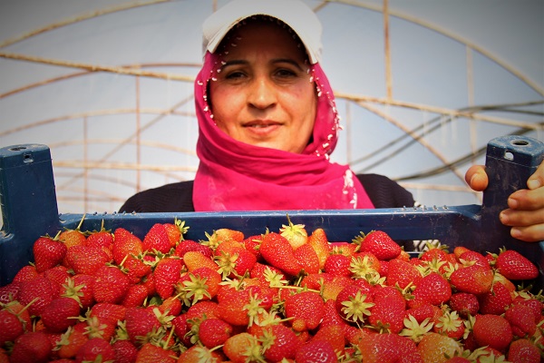 Foto - Hasat başladı! O çileğin fiyatı belli oldu