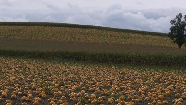 Foto - Hasat bitti, fiyatlar belli oldu! Bu sene ondan kiloyla alabilen zengin sayılacak! Siz ne yaptınız böyle