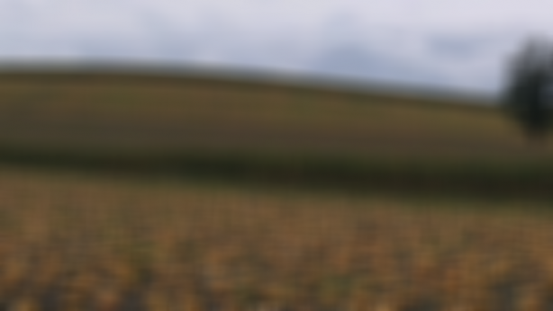 Hasat bitti, fiyatlar belli oldu! Bu sene ondan kiloyla alabilen zengin sayılacak! Siz ne yaptınız böyle