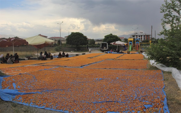 Foto - Hasat bitti, kurutma sezonu başladı