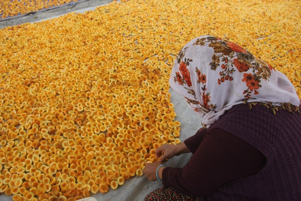 Foto - Hasat bitti, kurutma sezonu başladı
