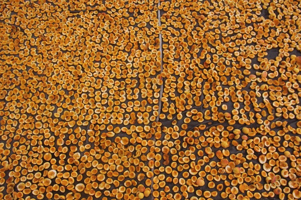 Hasat bitti, kurutma sezonu başladı