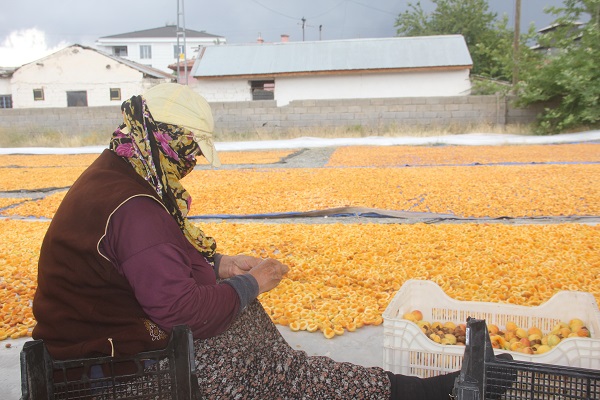 Foto - Hasat bitti, kurutma sezonu başladı