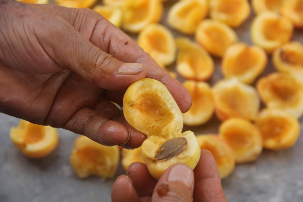 Foto - Hasat bitti, kurutma sezonu başladı