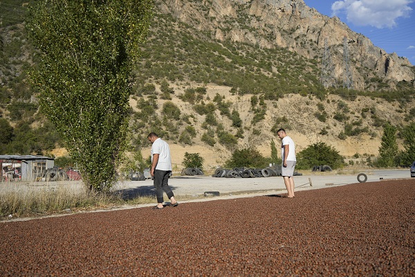 Foto - Hasat bitti yola düştüler! Fındık üreticileri bakın niye Gümüşhane'ye gidiyor