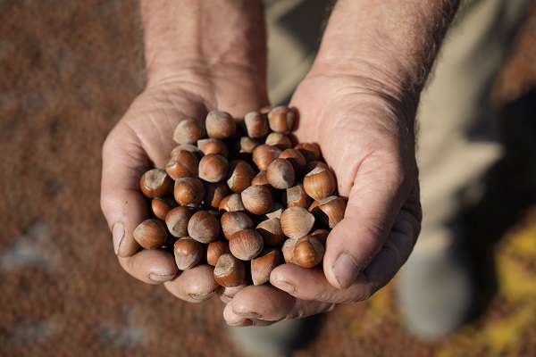 Hasat bitti yola düştüler! Fındık üreticileri bakın niye Gümüşhane'ye gidiyor