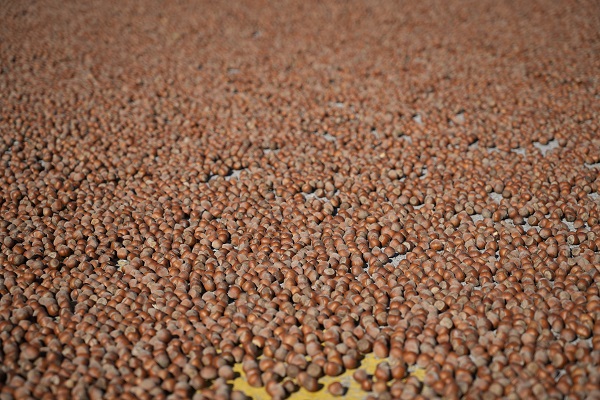 Foto - Hasat bitti yola düştüler! Fındık üreticileri bakın niye Gümüşhane'ye gidiyor