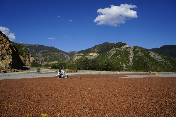 Foto - Hasat bitti yola düştüler! Fındık üreticileri bakın niye Gümüşhane'ye gidiyor