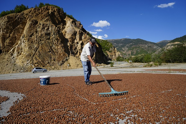 Foto - Hasat bitti yola düştüler! Fındık üreticileri bakın niye Gümüşhane'ye gidiyor
