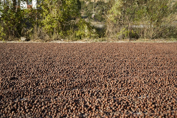 Foto - Hasat bitti yola düştüler! Fındık üreticileri bakın niye Gümüşhane'ye gidiyor