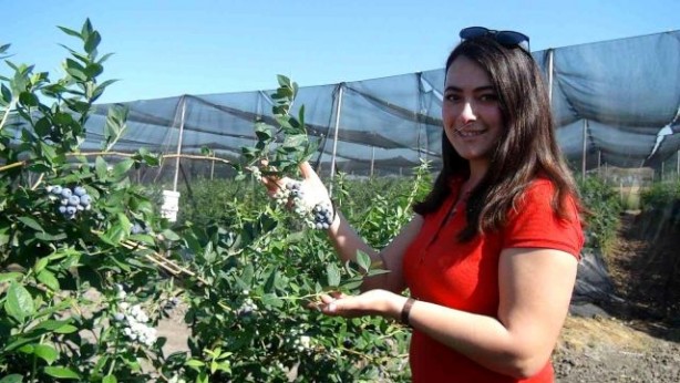 Foto - Hasat dönemi başladı! Kilosu 360 lirayı buluyor