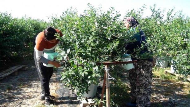 Hasat dönemi başladı! Kilosu 360 lirayı buluyor