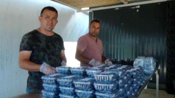 Foto - Hasat dönemi başladı! Kilosu 360 lirayı buluyor