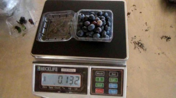 Foto - Hasat dönemi başladı! Kilosu 360 lirayı buluyor