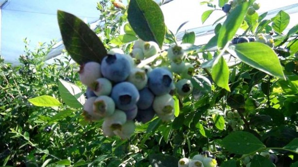 Foto - Hasat dönemi başladı! Kilosu 360 lirayı buluyor