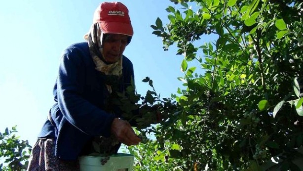 Foto - Hasat dönemi başladı! Kilosu 360 lirayı buluyor