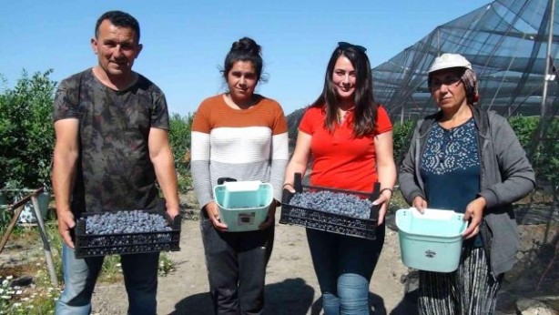 Foto - Hasat dönemi başladı! Kilosu 360 lirayı buluyor
