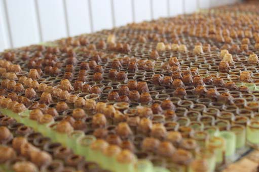 Foto - Hasat dönemi başladı! Kilosu 6 bin lira