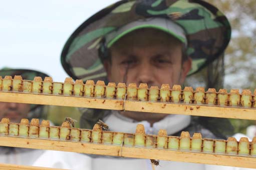 Foto - Hasat dönemi başladı! Kilosu 6 bin lira