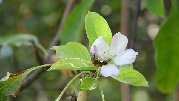 Hasat edilmeyi bekleyen ağaç çiçek açtı