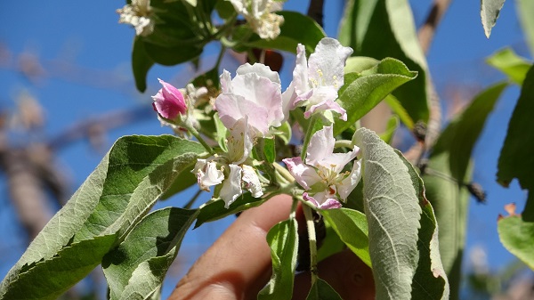 Foto - Hasat edilmeyi bekleyen ağaç çiçek açtı