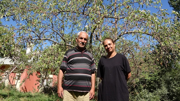 Foto - Hasat edilmeyi bekleyen ağaç çiçek açtı