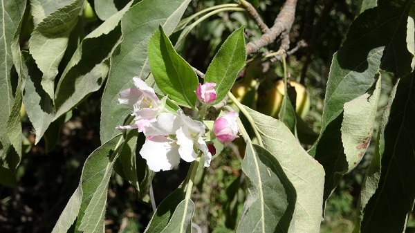 Foto - Hasat edilmeyi bekleyen ağaç çiçek açtı