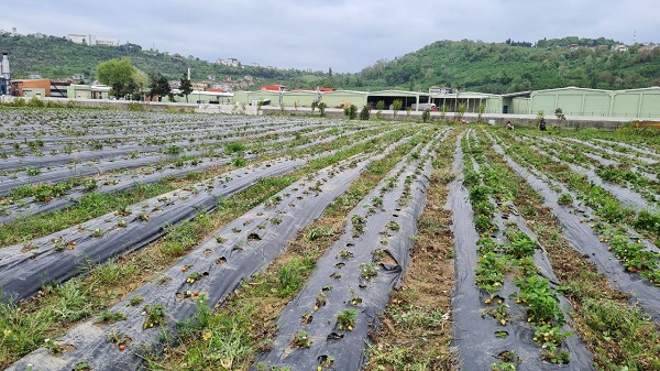 Foto - Hasat için gün sayıyorlar