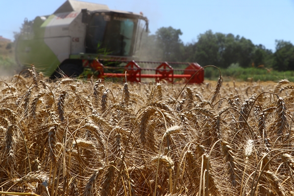 Foto - Hasat mesaisinde sona gelindi