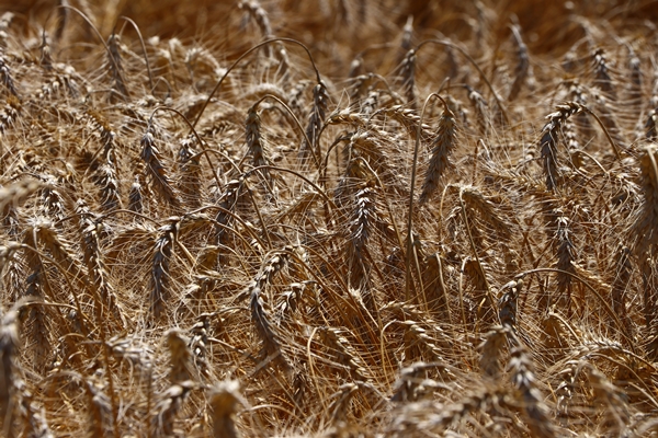 Foto - Hasat mesaisinde sona gelindi