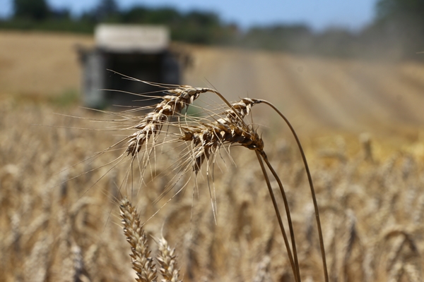 Hasat mesaisinde sona gelindi