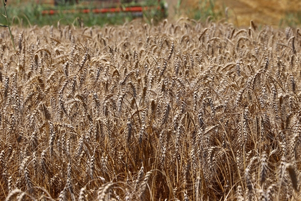 Foto - Hasat mesaisinde sona gelindi