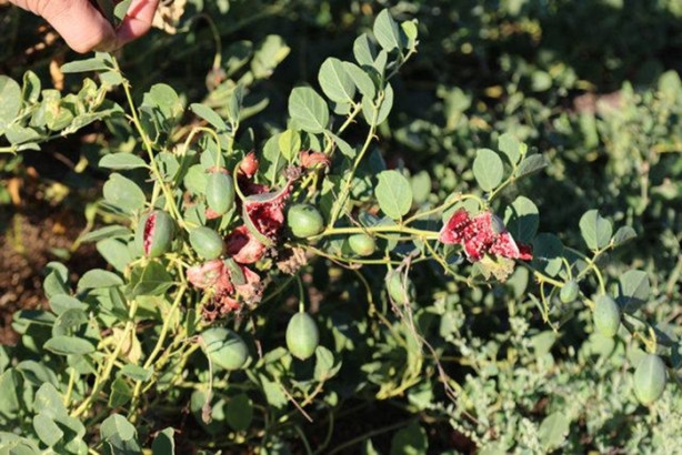 Foto - Hasat öncesi hallerinden besinleri tanıyabilecek misiniz?