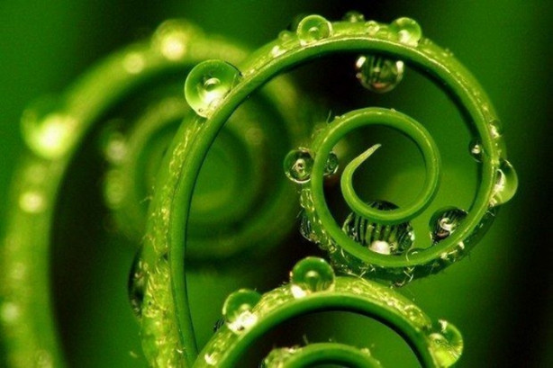 Hasat öncesi hallerinden besinleri tanıyabilecek misiniz?