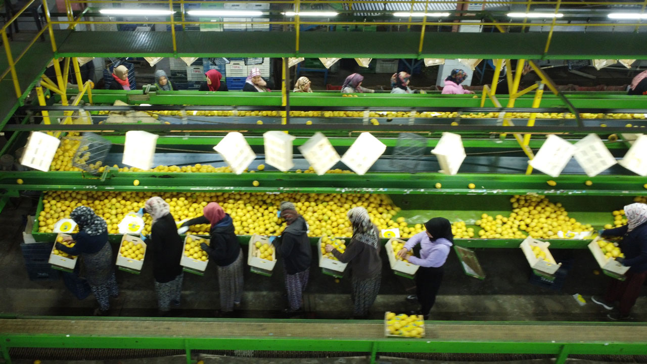 Hasat sezonu bitiyor! Bahçede 35 lira, tezgahta 160 lira