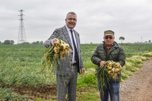 Hasat sonrası fiyatı 7 liraya kadar inecek!