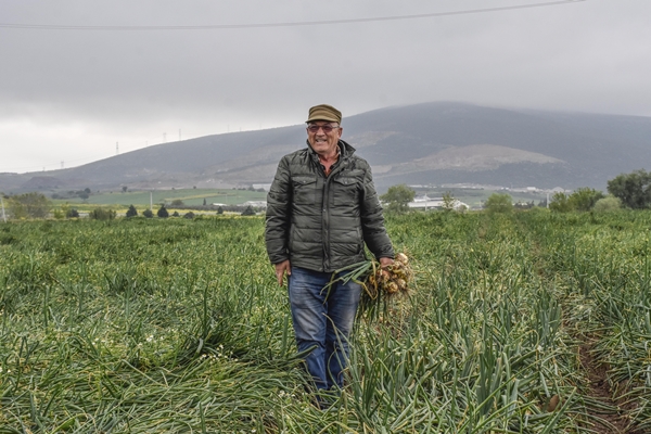 Foto - Hasat sonrası fiyatı 7 liraya kadar inecek!