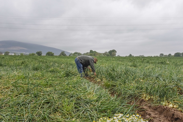 Foto - Hasat sonrası fiyatı 7 liraya kadar inecek!