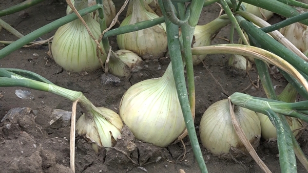 Foto - Hasat sonrası fiyatı 7 liraya kadar inecek!