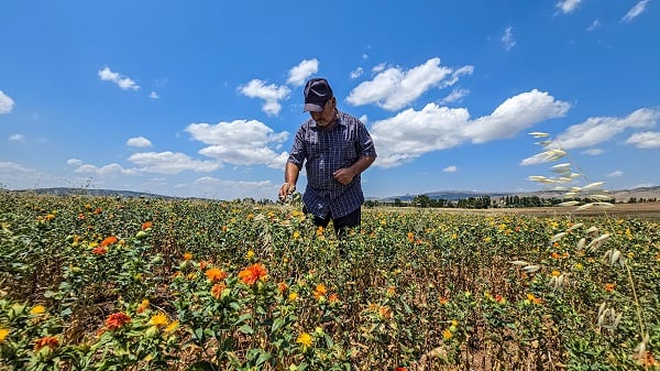 Foto - Hasat yaklaştıkça nereye satacağını araştırıyor! İnternetten araştırdı ilk kez ekti