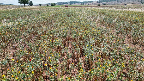 Foto - Hasat yaklaştıkça nereye satacağını araştırıyor! İnternetten araştırdı ilk kez ekti