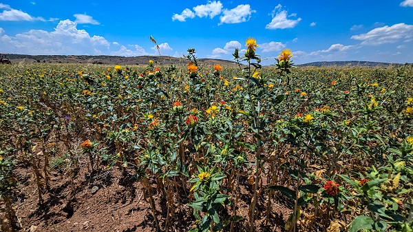 Foto - Hasat yaklaştıkça nereye satacağını araştırıyor! İnternetten araştırdı ilk kez ekti